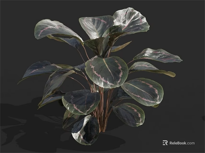 Lush Indoor Green Plant With Large Dark Green Leaves And Pink Stripes On Brown Stems 3d model 