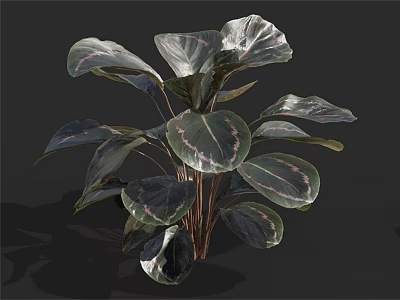 Lush Indoor Green Plant With Large Dark Green Leaves And Pink Stripes On Brown Stems 3d model