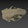 Highly Detailed Animal Skull Anatomical Model From Sure Lab Scientific Research