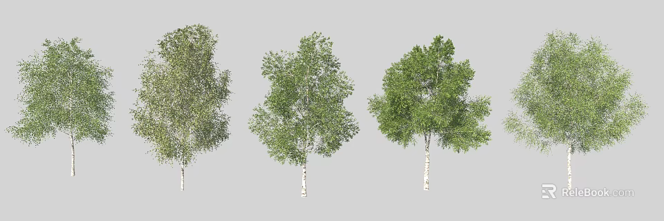 Three Birch Trees With Lush Green Foliage And White Trunks In Natural Group 3d model 