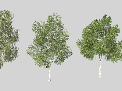 Three Birch Trees With Lush Green Foliage And White Trunks In Natural Group 3d model