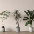Indoor Potted Plants Decor With Different Types In Ceramic Pots On Wooden Floor