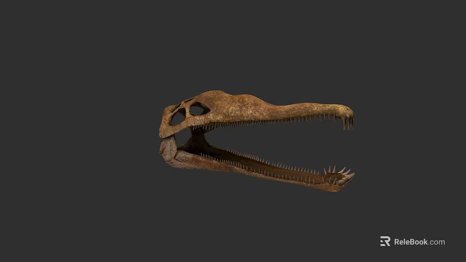 Reptile Fossil Skull With Long Snout And Sharp Teeth On Dark Background 3d model
