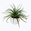 Bonsai Potted Plant with White Round Pot and Long Green Leaves Modern Minimalist Indoor Decoration