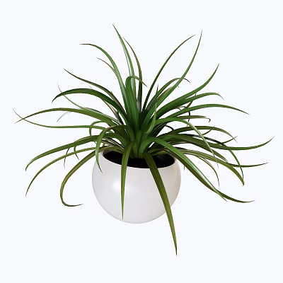Bonsai Potted Plant with White Round Pot and Long Green Leaves Modern Minimalist Indoor Decoration 3d model