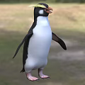 Beautiful Penguin With Yellow Crest And Black White Plumage Standing In Natural Habitat