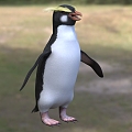 Yellow eyebrow penguin fjord penguin phoenix crown penguin fordland penguin 3d model