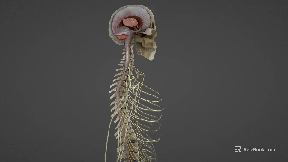 Medical Device 3D Anatomical Model of Human Skeleton and Internal Organs for Medical Education 3d model 