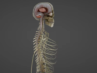 Modern human nerves with skeletal cross-section 3d model