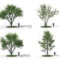 Garden Tree Landscape Tree 3d model