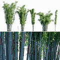 Lush Green Bamboo Plants With Long Leaves And Sturdy Stems In Outdoor Garden