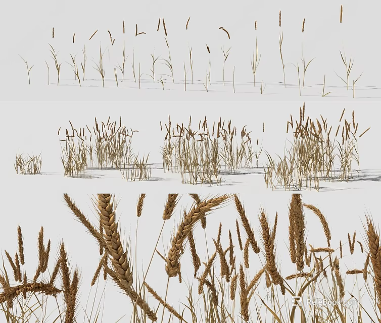 Lush Green Grass and Wheat Plants in Various Growth Stages in Field 3d model 