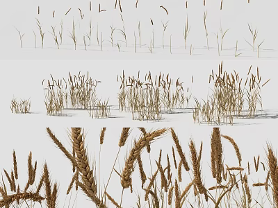 Lush Green Grass and Wheat Plants in Various Growth Stages in Field 3d model