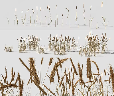 modern wheat wheat wheat spike farmland wheat 3d model