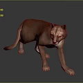 Realistic Puma Walking Pose With Brown Sleek Fur On Dark Reflective Surface