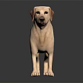 Yellow Labrador Retriever Standing on Black Background with Shiny Reflection Surface 3d model