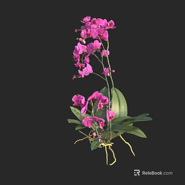 Vibrant Pink Orchid Flowers With Lush Green Leaves And Exposed Roots 3d model 