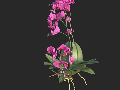 Vibrant Pink Orchid Flowers With Lush Green Leaves And Exposed Roots 3d model