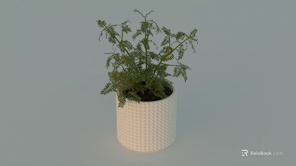 Potted Bonsai Plant with Green Delicate Leaves in White Textured Pot 3d model 