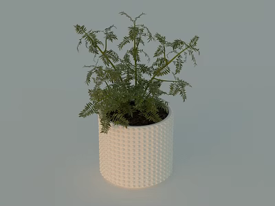 Potted Bonsai Plant with Green Delicate Leaves in White Textured Pot 3d model