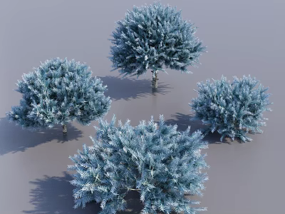 Four Lush Blue Evergreen Arbor Trees With Round Shaped Foliage 3d model