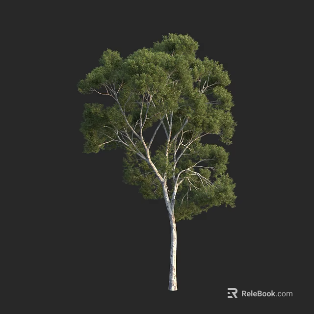 Single Green Leaf Arbor With White Trunk Isolated On Black Background 3d model