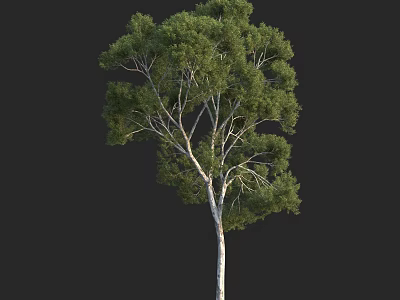 Single Green Leaf Arbor With White Trunk Isolated On Black Background 3d model