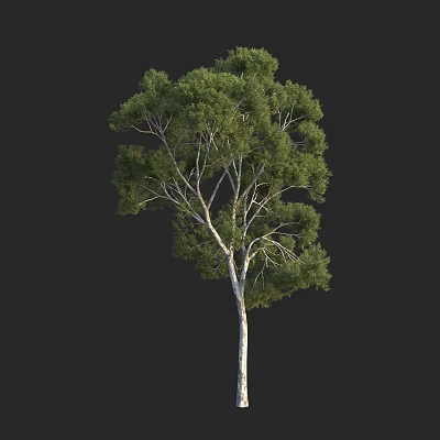 Single Green Leaf Arbor With White Trunk Isolated On Black Background 3d model