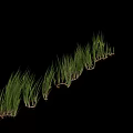 Vibrant Green Acorus calamus Plants Featuring Long Leafy Stems Arranged in a Row