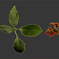Fresh Green Leaves And Vibrant Red Berries In Natural Plant