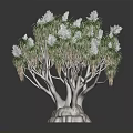 Lizard Perched On Dragon Blood Tree With Green Leaves And White Flowers