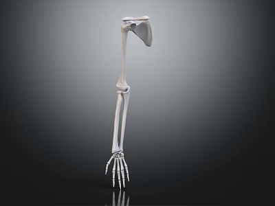 Detailed 3D Anatomical Human Arm Skeletal Model For Medical Education And Training 3d model