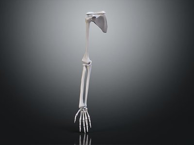 Modern Human Skeleton Bone Medicine model