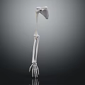 Detailed 3D Anatomical Human Arm Skeletal Model For Medical Education And Training