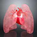 3D Rendered Human Heart And Lungs With Detailed Blood Vessel Structure