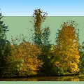 Autumn Forest Landscape With Green And Yellow Leaf Trees Near Water