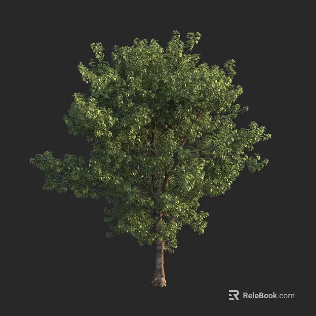 Lush Green Arbor Tree With Dense Foliage And Brown Trunk Isolated On Black 3d model 