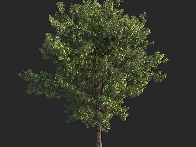 Lush Green Arbor Tree With Dense Foliage And Brown Trunk Isolated On Black 3d model