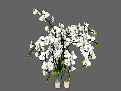 White Orchid Flowers In Light Colored Vases With Fresh Blooms And Green Buds 3d model