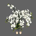 White Orchid Flowers In Light Colored Vases With Fresh Blooms And Green Buds