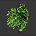 Fresh Green Potted Plant in Gray Pot with Lush Foliage on Gray Background