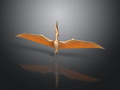 Pterosaur 3D Model With Large Orange Wings Spread On Dark Surface Showing Reflection 3d model