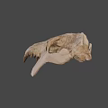 University of Wyoming Prehistoric Fossil Skull With Detailed Bone Structure