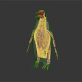 3D Bird Anatomical Model Showing Internal Organs And Hair Structure