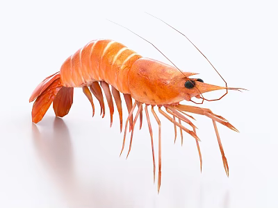 Fresh Cooked Orange Shrimp With Long Antennae And Legs On White Background 3d model