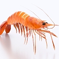 Shrimp Cooked Shrimp Lobster 3d model