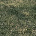 Various Grass Types with Green and Yellow Blades in Natural Outdoor Garden Area
