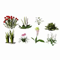 Colorful Assorted Flowers and Green Plants for Home and Garden Decoration