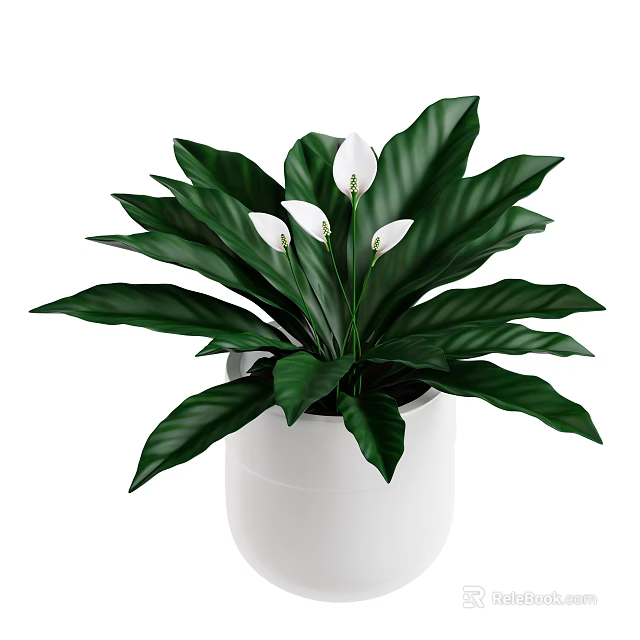 Decorative Potted Plant with Lush Green Leaves and White Flowers in Simple White Pot 3d model 