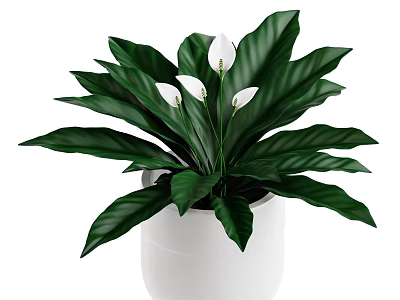 Decorative Potted Plant with Lush Green Leaves and White Flowers in Simple White Pot 3d model